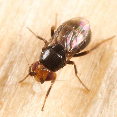 Lesser Dung Flies subfamily Limosininae