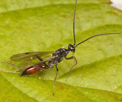Proctotrupes caudatus (male)