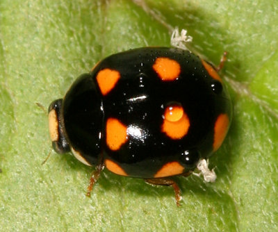 Lady Beetles - Genus Brachiacantha