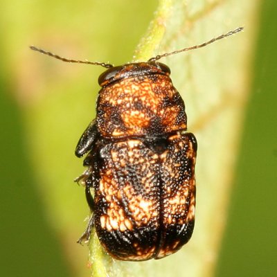 Pachybrachis spumarius