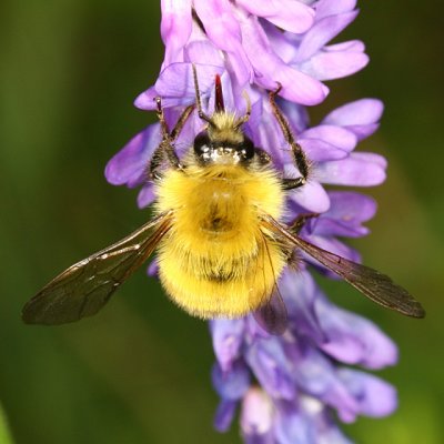 Confusing Bumble Bee - Bombus perplexus