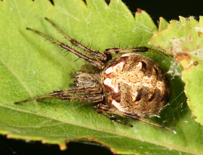 Orb Weavers - Genus Neoscona