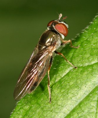 Platycheirus sp.