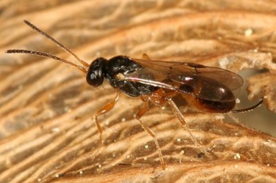 Ichneumon Wasps - Tersilochinae