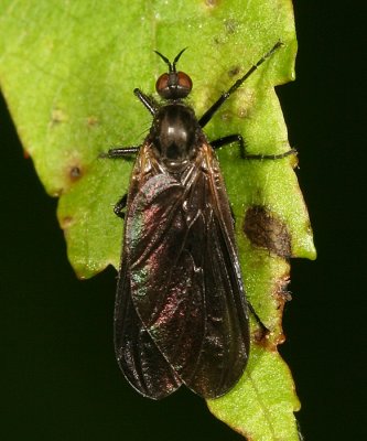 Rhamphomyia sp.