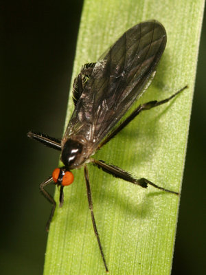 Long-tailed Dance Fly - Rhamphomyia longicauda