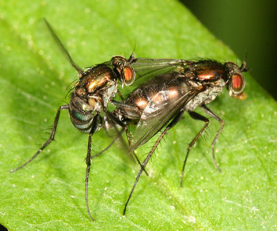 Dolichopus sp. (mating pair)