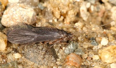 Net Tube Caddisflies - Psychomyiidae