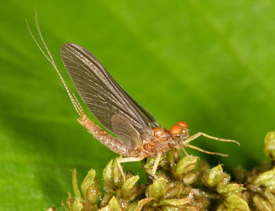 Eurylophella sp. (male)