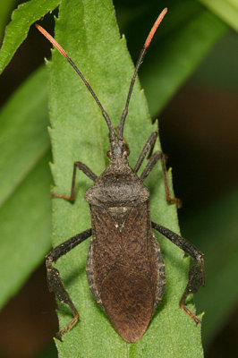 Acanthocephala terminalis