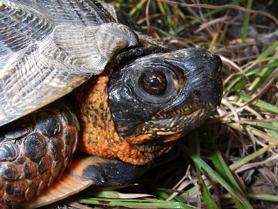 Wood Turtle - Clemmys insculpta