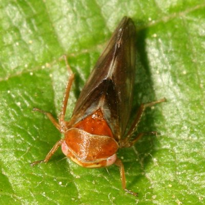 Oncopsis flavidorsum