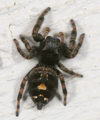 Bold Jumping Spider - Phidippus audax