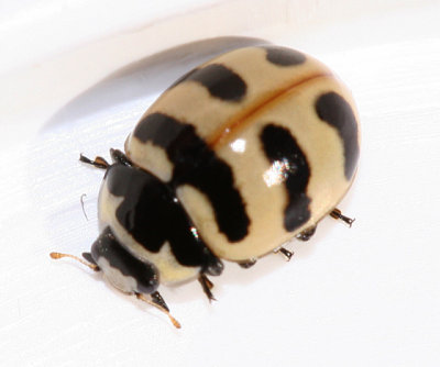  Three-banded Lady Beetle - Coccinella trifasciata