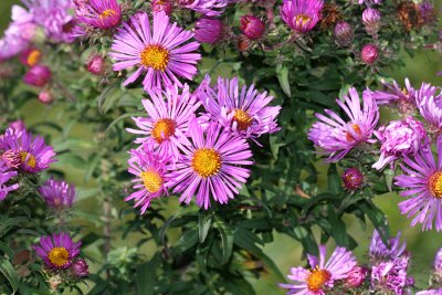 New England Asters - Symphyotrichum novae-angliae