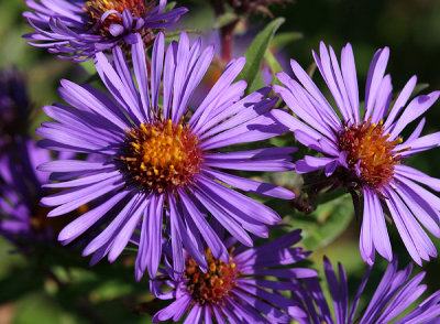 New England Asters - Symphyotrichum novae-angliae