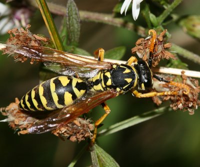  European Paper Wasp - Polistes dominulus