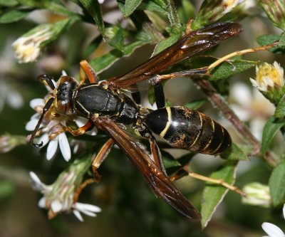  Northern Paper Wasp - Polistes fuscatus