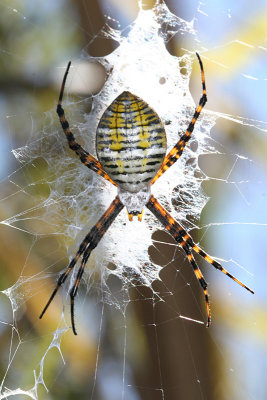 Orb Weaver Spiders - Araneidae