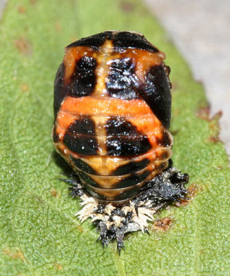 Multicolored Asian Lady Beetle pupa - Harmonia axyridis