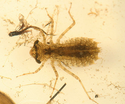 Libellulidae larva