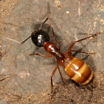 Camponotus americanus