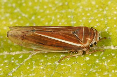 Leafhopper - Idiodonus kennecottii