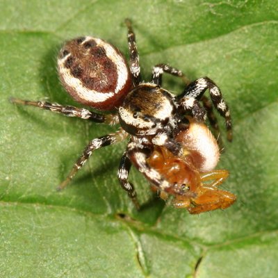 Pelegrina proterva  (eating a Six-spotted Orb Weaver