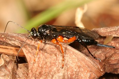 Pimpla pedalis