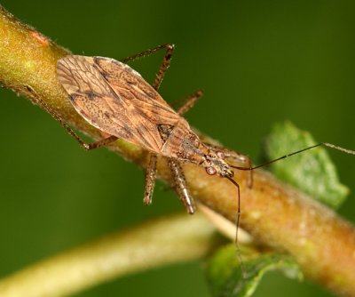 Nabis roseipennis