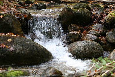 Rock in a woodland stream