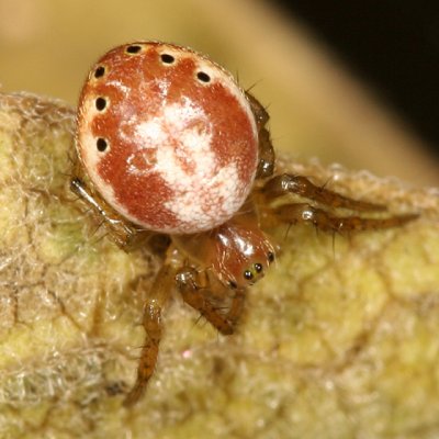 Six-spotted Orb Weaver - Araniella displicata
