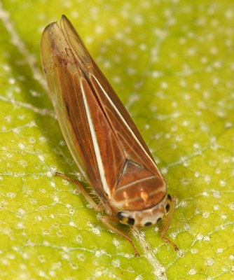 Leafhoppers genus Idiodonus