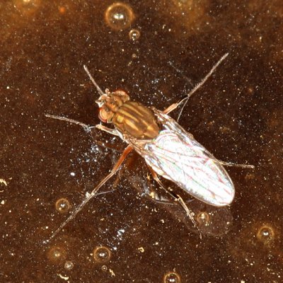 Brachydeutera sp. fly standing on water
