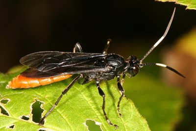 Protichneumon grandis