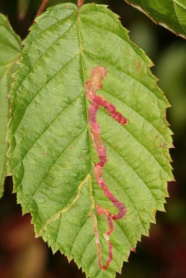 Agromyza vockerothi (leaf mine)