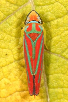 Leafhoppers genus Graphocephala