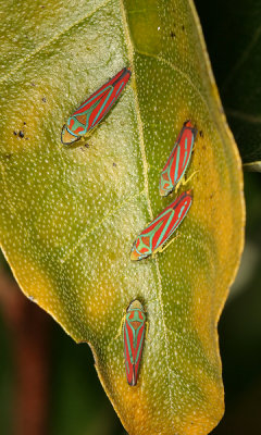Red-banded Leafhoppers - Graphocephala coccinea
