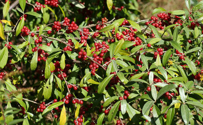 Autumn Olive - Elaeagnus umbellata