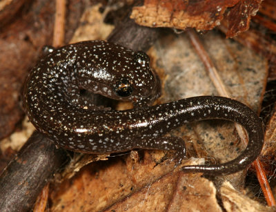 baby Red-backed (leadback) Salamander - Plethodon cinereus