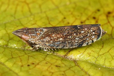 Leafhoppers genus Scaphytopius