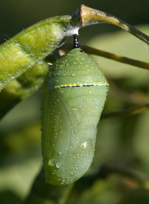  Monarch chrysalis (Danaus plexippus)