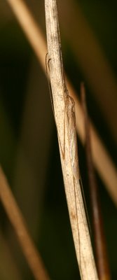 Limoniid Crane Fly - Gonomyia sp.