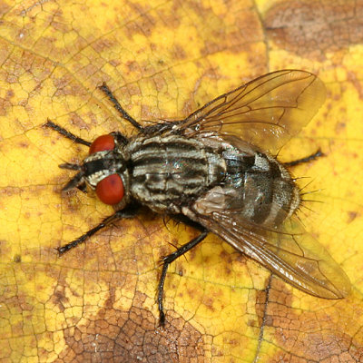 Flesh Flies - subfamily Sarcophaginae