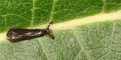 Black Dancer Caddisfly - Mystacides sepulchralis