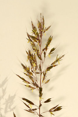 Grass in flower