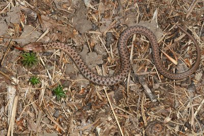 Garter Snake - Thamnophis sirtalis