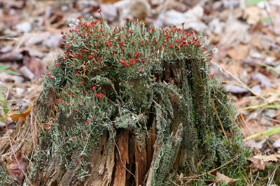 British Soldier lichen - Cladonia cristatella