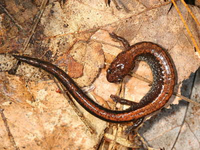 Red-backed Salamander - Plethodon cinereus