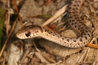 Garter Snake - Thamnophis sirtalis